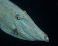   Scraweld Filefish This was taken night along wall off Tobago stiff current. divers were focused walls looking suitable macro fare while adjusted my strobes drifted. D200 105mm macro. current drifted  